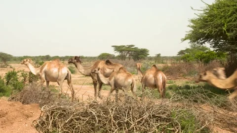 A group of giraffe standing on top of a dry grass field Stock Footage 155404372