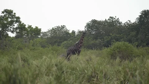 A group of giraffe standing on top of a grass covered field Video stock 155400042