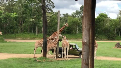 A group of giraffe on the zoo Stock Footage 137772498