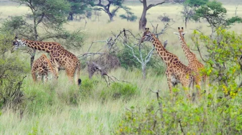 Group of giraffes eating Stock Footage 60387034
