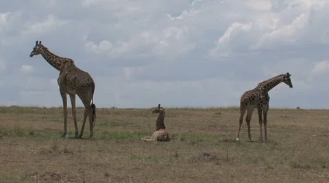 Group Giraffes Stock Footage