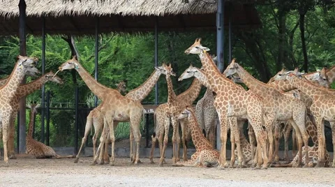 Group of Giraffes Stock Footage 40084113