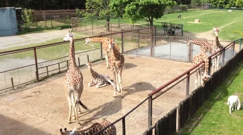 A Group of Giraffes Video stock 60637154