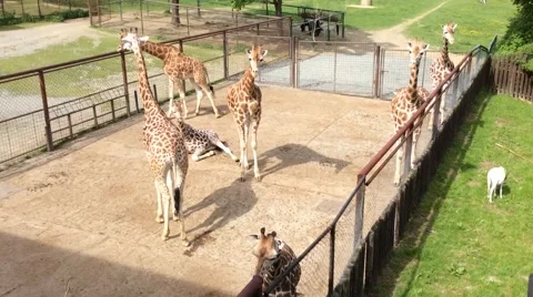 A Group of Giraffes Video stock 60637337