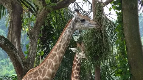 Group of giraffes Stock Footage 93531233