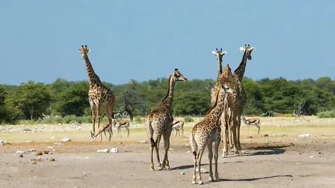 A group of giraffes gather in the wild Stock Footage 214762203