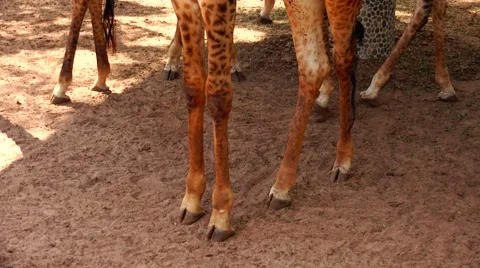 Group of giraffes, live camera. Stock Footage 48560247