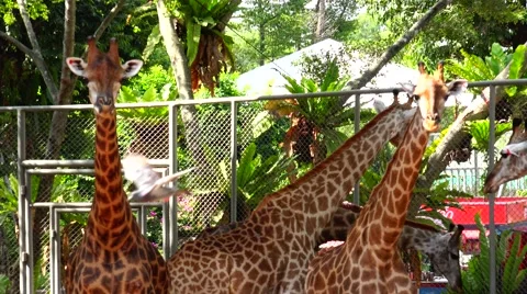 Group of giraffes in motion. Stock Footage 48560225