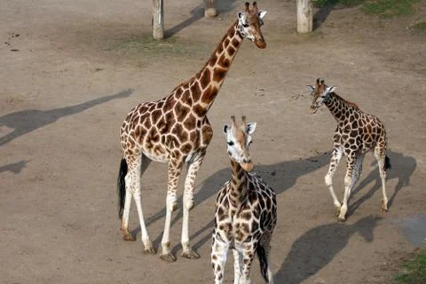 Group of giraffes Stock Photos