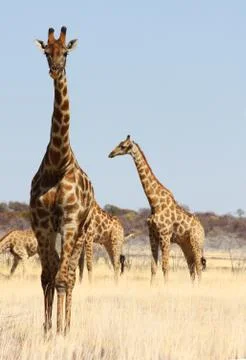 Group of giraffes Stock Photos