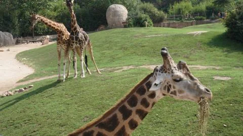 A group of giraffes Stock Photos