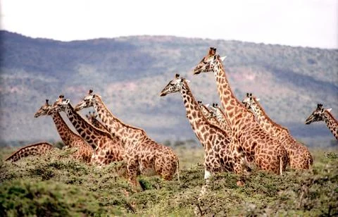 Group of giraffes 스톡 사진
