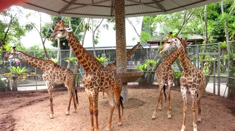 Group of giraffes standing around. Stock Footage 48560279