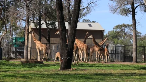 Group of giraffes under tall trees in a paddock feeding – western plains as 4k Vidéo 142332573