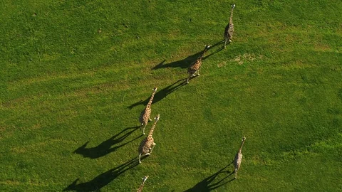 A group of giraffes walking on a green plain, drone stock footage by DroneRune Video stock 128600942