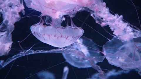 Group of glowing jellyfish floating on a dark background Stock Footage 120401681