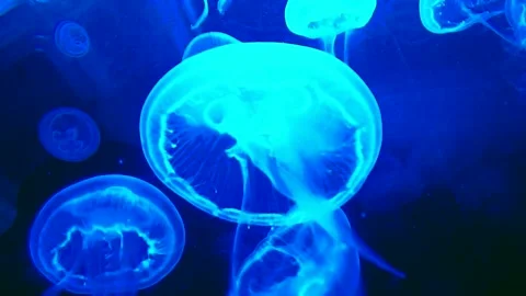 A group of glowing jellyfish Stock Footage 302304329