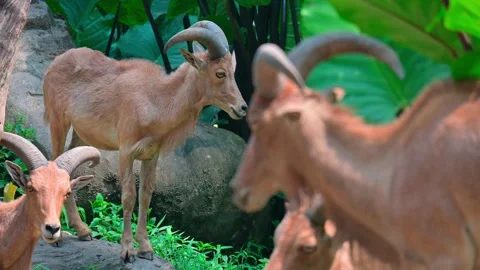 Group Goat Mountain 스톡 동영상 240098767