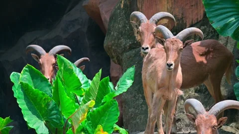 Group Goat Mountain 스톡 동영상 240109910