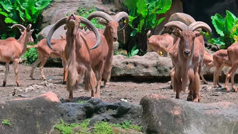 Group Goat Mountain 스톡 동영상 240111810