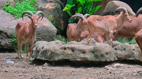 Group Goat Mountain Stock-Footage 240113889