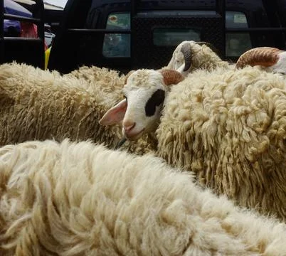 Group of goat Stock-Fotos