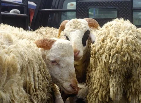 Group of goat Stock-Fotos