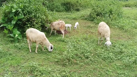 A group of goats are eating grass in the field Video stock 336933261