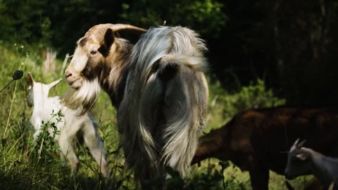 Group of goats on a field Stock-Footage 92410200