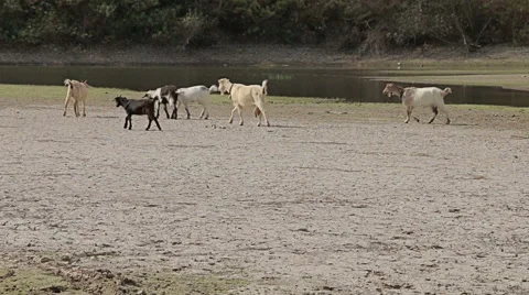Group of goats going to drink water from the lake in to the wild and desert soil 스톡 동영상 68057287