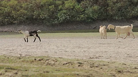 Group of goats going to drink water from the lake in to the wild and desert soil Stockbeeldmateriaal 68057321