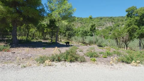 A group of goats grazes under the shade of pine and olive trees on a sunlit Stock Footage 346605774