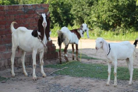 Group of goats Foto stock