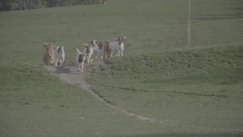 Group of goats running down hill Vídeo Stock 76558595
