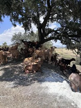 A group of goats under the tree Stock Photos