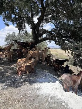 A group of goats under the tree Stock Photos