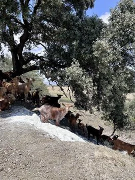 A group of goats under the tree Stock Photos