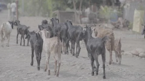 Group of goats walking Stock Footage 301365118