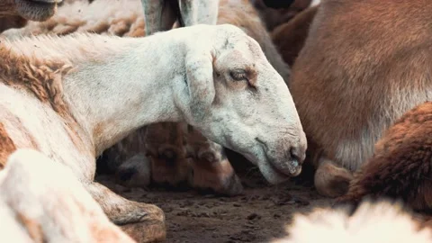 Group of goats walking on the grass filled,Herd of farm goats on a pasture,Group Stock Footage 138258399