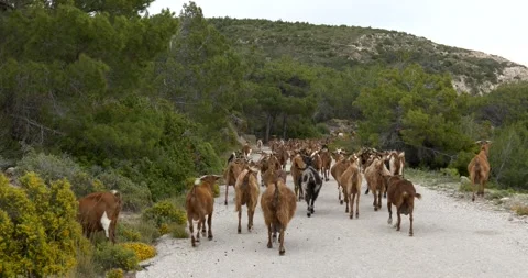 Group of goats walking on the road Stock Footage 194854401
