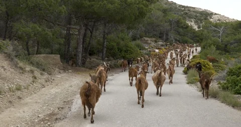Group of goats walking on the road Stock Footage 195293720
