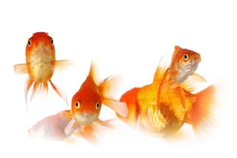 Group of gold fish Stock Photos