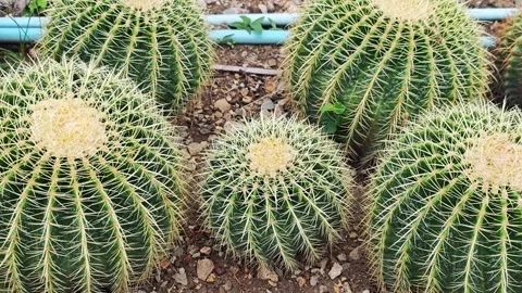Group of Golden Barrel Cacti growing in a desert garden landscape. Stock Footage 344747643