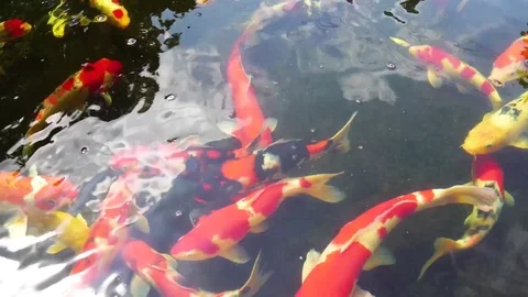 A-group-of-goldfish-and-carp-in-the-pool Stock Footage 126134403
