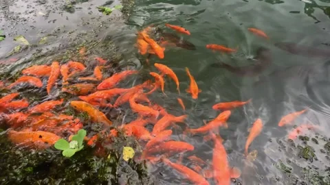 A group of goldfish in the lake Stock Footage 307435189