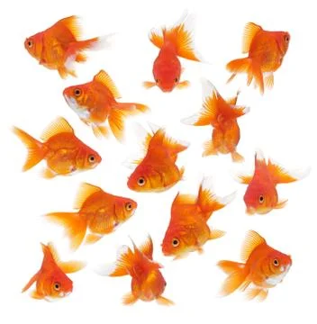 Group of goldfish Stock Photos
