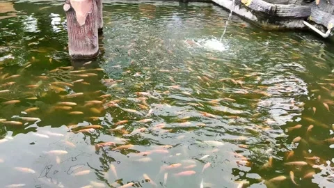 A Group of Goldfish in the Pond Stock Footage 232980791