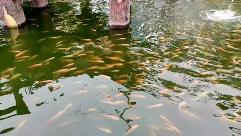 A Group of Goldfish in the Pond Stock Footage 232980826