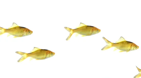 Group of goldfish swimming Stock Footage 30759043