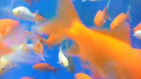 Group of Goldfish Underwater Stock Footage 10831856